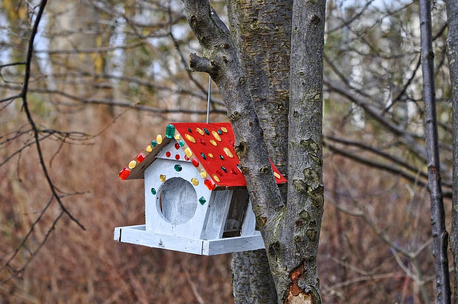 grigio, rosso, di legno, birdhouse, albero, selettivo, fotografia a fuoco, scatola di nidificazione, annidamento, uccello, primavera, uovo, raccolta, giovane, hatchling, fatto a mano, Birdhouse di legno, giardino, riparo, natura, nessuno, pianta, concentrarsi sulle conoscenze acquisite, tronco d'albero, sospeso, tronco, ramo, giorno, decorazione, arte e artigianato, all'aperto, mestiere, creatività, celebrazione, religione, spiritualità, foresta, 4K
