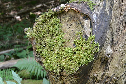 muschio, foresta, albero, ramo, verde, foresta delle fiabe, pianta, tronco d'albero, tronco, crescita, colore verde, nessuno, concentrarsi sulle conoscenze acquisite, giorno, avvicinamento, natura, legno - materiale, strutturato, all'aperto, abbaiare, ruvido, parte vegetale, terra, lichene, 4K, CC0, dominio pubblico, privo di copyright