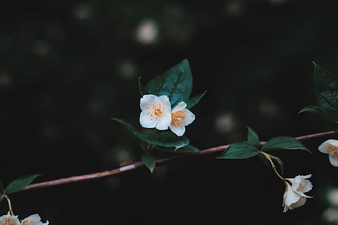 selektiv, fokus fotografering, hvid, blomstrede blomster, Foto, petaled blomst, tilt shift fotografering, hvid blomst, natur, blomst, plante, tæt på, skønhed i naturen, kronblad, lyserød farve, blomsterhoved, blomstre, makro, forår, ingen mennesker, dag, sushi, fuld længde, udendørs, blomstrende plante, blad, plante del, friskhed, sårbarhed, skrøbelighed, vækst, blomsterstand, hvid farve, fokus på forgrunden, pollen, 4K, CC0, offentligt domæne, royaltyfrie