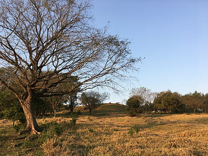 strom, sol, suchý, západ slunce, proti světlu, větvičky, rostlina, nebe, krajina, klid, přistát, životní prostředí, scenics - příroda, Příroda, nikdo, pole, klidné scény, mimoměstské scény, krása v přírodě, den, holý strom, tráva, růst, čisté nebe, venku, 4K, CC0, veřejná doména, bez autorských práv