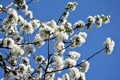 ciliegia, fiore, rametto, primavera, natura, fiori di primavera, giardino, macro, vicino, pianta, tacchino, macro chichewa, germoglio, colpi di dettaglio, sfondo, bellissimo, chichewa primavera, bianca, cielo, incidentalmente primavera, fiori bianchi, ramo di ciliegio, fragilità, bellezza nella natura, crescita, pianta fiorita, vulnerabilità, albero, Inquadratura dal basso, fiorire, freschezza, Colore bianco, ramo, giorno, nessuno, cielo sereno, ramoscello, fiore di ciliegio, all'aperto, testa di fiore, ciliegio, 5K, CC0, dominio pubblico, privo di copyright