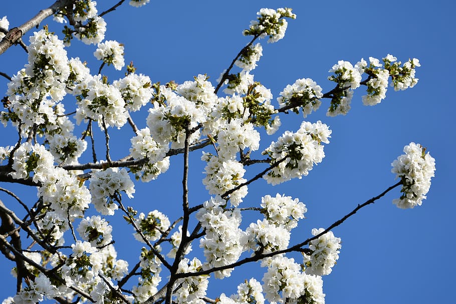 cirera, flor, ramita, primavera, naturalesa, flors de primavera, jardí, macro, tancar, planta, gall dindi, macro chichewa, brot, detalls de tirs, fons, bonic, primavera de chichewa, blanc, cel, incidentalment primavera, flors blanques, branca de la cirera, fragilitat, bellesa a la natura, creixement, planta amb flors, vulnerabilitat, arbre, vista d’angle baix, frescor, Color blanc, branca, dia, cap gent, cel clar, flor de cirerer, a l'aire lliure, cap de flor, cirerer, 5K