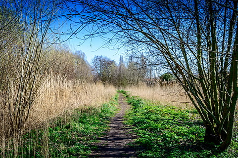 parco, foresta, sentiero, alberi, natura, parchi, parco, foresta, natura, parchi, campo, erba, paesaggio, scena rurale, all'aperto, pianta, albero, la strada davanti, direzione, la tranquillità, terra, cielo, nessuno, bellezza nella natura, scena tranquilla, giorno, albero nudo, prospettiva decrescente, crescita, scena non urbana, pista, lungo, treelined, 5K, CC0, dominio pubblico, privo di copyright
