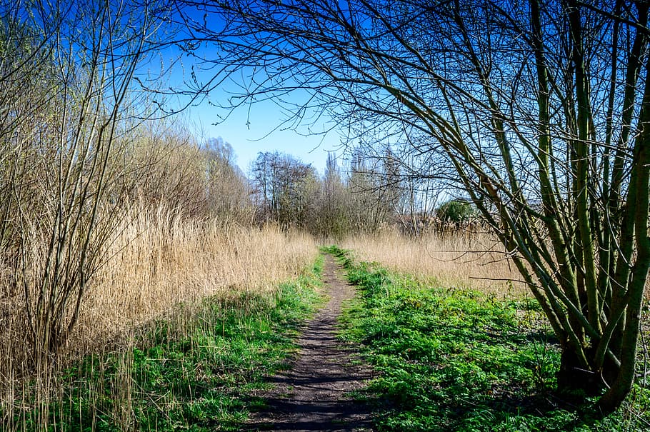 parco, foresta, sentiero, alberi, natura, parchi, parco, foresta, natura, parchi, campo, erba, paesaggio, scena rurale, all'aperto, pianta, albero, la strada davanti, direzione, la tranquillità, terra, cielo, nessuno, bellezza nella natura, scena tranquilla, giorno, albero nudo, prospettiva decrescente, crescita, scena non urbana, pista, lungo, treelined, 5K