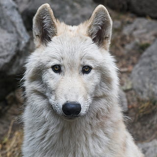 closeup, photo, brown, wolf, portrait, predator, head, wild animal, one animal, animal, animal themes, mammal, animal wildlife, animals in the wild, canine, dog, domestic, close-up, animal body part, domestic animals, pets, looking at camera, focus on foreground, no people, animal head, vertebrate, outdoors, animal eye, 2K, CC0, public domain, royalty free