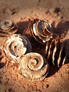 frø, spiralformet, formularer, tæt på, ingen mennesker, selektiv fokusering, indendørs, metal, natur, sollys, rusten, fokus på forgrunden, Brun, mønster, dag, mad, champignon, jord, gammel, svamp, fuld ramme, stilleben, 4K, CC0, offentligt domæne, royaltyfrie