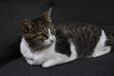 gato, calicó, siéntate, Gato domestico, nacional, mascotas, felino, animales domesticos, temas de animales, animal, mamífero, un animal, relajación, vertebrado, bigotes, adentro, mueble, acostado, nadie, de cerca, descansando, sofá, fondo negro, atigrado, cabeza de animal, 5K, CC0, dominio público, libre de derechos