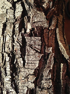 bark, træ, struktur, bagagerum, træbark tekstur, træstamme, tekstureret, træ - materiale, ru, baggrunde, tæt på, ingen mennesker, fuld ramme, mønster, plante, natur, dag, udendørs, sollys, plantebark, Brun, naturligt mønster, 2K, CC0, offentligt domæne, royaltyfrie