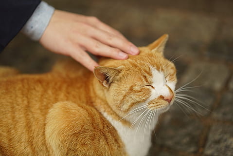 kat, gelukkig, handen, overeenstemming, comfort, dier, zoogdier, dierlijke thema's, huiselijk, huisdieren, één dier, katachtig, huiskat, menselijke hand, hand-, menselijk lichaamsdeel, gewerveld, detailopname, dierlijke lichaamsdeel, een persoon, focus op de voorgrond, aandoenlijk, snorhaar, huisdier eigenaar, zorg, rode kat, dierenkop, 4K, CC0, publiek domein, royaltyvrij