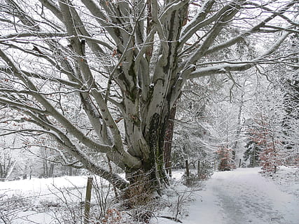 leafless trees, covered, snow, Tree, Winter, Cold, Snowy, White, snowy, white, landscape, snow magic, winter magic, wintry, trees, winter forest, cold temperature, weather, snowing, plant, trunk, tree trunk, nature, branch, beauty in nature, tranquility, bare tree, land, covering, frozen, no people, scenics - nature, environment, white color, outdoors, extreme weather, 2K, CC0, public domain, royalty free
