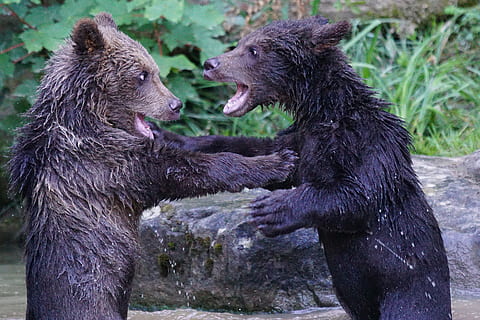 dva, Černá, medvědi, fotografování, medvěd, dravec, teddy, savců, nebezpečný, hrát si, hravý, ursus arctos, zvíře, volně žijících živočichů, savec, masožravec, Příroda, Medvěd hnědý, skupina zvířat, zvířat, dvě zvířata, zvířata ve volné přírodě, konflikt, bojování, obratlovců, nikdo, jednotnost, den, zaměřit se na popředí, venku, boční pohled, milovat, agrese, konfrontace, 5K, CC0, veřejná doména, bez autorských práv