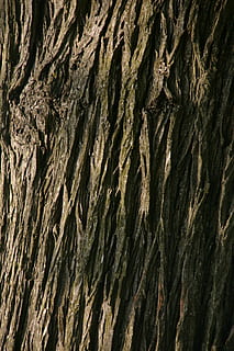 fundo, árvore, macro, Forte, sólido, pano de fundo, natureza, desenhar, temporada, natural, ramo, decoração, leve, feriado, decorativo, floresta, natal, pinho, quadro completo, texturizado, origens, ninguém, tronco de árvore, tronco, rude, padronizar, fechar-se, casca de planta, padrão natural, plantar, dia, ao ar livre, dureza, geologia, crescimento, Castanho, latido, condição natural, 2K, CC0, domínio público, royalty free