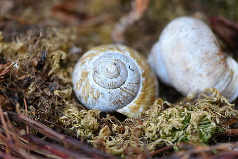 Concha, concha de caracol vazia, sair, musgo, natureza, perto, Caracol, animal, Castanho, concha animal, fechar-se, animais selvagens, foco seletivo, Comida, plantar, temas animais, ninguém, molusco, invertebrado, comida e bebida, vegetal, grupo de animais, espiral, animais em estado selvagem, gastrópode, 5K, CC0, domínio público, royalty free