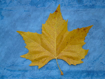Ahornblatt, Kante, gezackt, Gelb, Herbstfarbe, Pappelblatt, Blatt, Blätter, schwarzes Pappelblatt, Herbst, Herbstlaub, Ahorn, Natur, Hintergründe, Jahreszeit, Blau, mehrfarbig, Nahansicht, grüne Farbe, Farben, texturiert, farbiger Hintergrund, Pflanzenteil, keine Leute, Veränderung, Blattvene, draußen, Tag, Papier-, Ahornbaum, gestalten, orange Farbe, natürliches Muster, Studioaufnahme, einzelnes Objekt, natürlicher Zustand, 2K, CC0, gemeinfrei, lizenzfrei