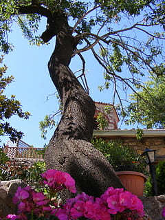 albero, fiori, rosso, cielo, le foglie, pianta, fiore, pianta fiorita, crescita, natura, Inquadratura dal basso, nessuno, giorno, tronco d'albero, tronco, bellezza nella natura, colore rosa, freschezza, all'aperto, ramo, struttura costruita, la tranquillità, cortile anteriore o posteriore, primavera, viola, 2K, CC0, dominio pubblico, privo di copyright