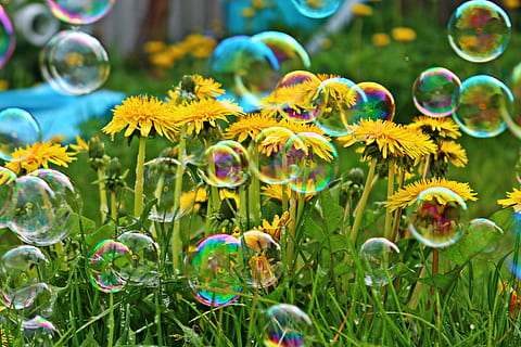 fioritura di fiori gialli, bolla di sapone, dente di leone, fiore, primavera, natura, giallo, pianta, fioritura, fiore giallo, vulnerabilità, fragilità, pianta fiorita, bolla, avvicinamento, multicolore, bellezza nella natura, crescita, trasparente, nessuno, sfera, freschezza, giorno, sapone sud, concentrarsi sulle conoscenze acquisite, mezz'aria, all'aperto, testa di fiore, morbidezza, 4K, CC0, dominio pubblico, privo di copyright
