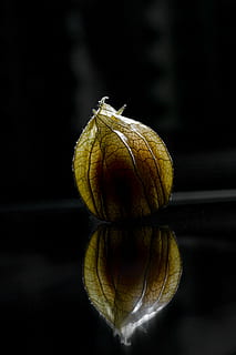 physalis, macro, tancar, fruita, saludable, menjar, groc, vitamines, afruitat, menjar i beguda, alimentació saludable, fons negre, cap gent, primer pla, reflexió, tir de l'estudi, frescor, benestar, a l'interior, centrar-se en primer pla, natura morta, cirera d’hivern, sol objecte, planta, orgànic, naturalesa, enfocament selectiu, Fruits secs, madur, 5K, CC0, domini públic, lliure de regalies