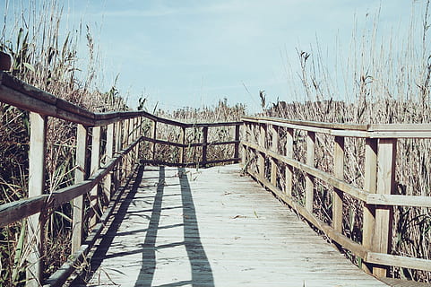 wood, deck, bridge, path, nature, rural, countryside, outdoors, sky, sunny, plants, the way forward, direction, railing, footpath, day, wood - material, no people, built structure, footbridge, sunlight, connection, architecture, plant, tree, boardwalk, diminishing perspective, long, wood paneling, 2K, CC0, public domain, royalty free