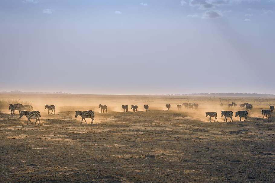 mandria, zebra, campo di sabbia, campo paesaggistico, animali, giorno, natura, animale, paesaggio, animali e animali domestici, gruppo di animali, mammifero, Paesaggi, animali allo stato selvatico, all'aperto, cielo, fauna selvatica, temi animali, gnu, bestiame, ambiente, animali domestici, nessuno, vertebrato, pianura, grande gruppo di animali, agricoltura, campo, 2K