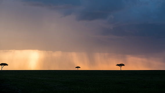 silhuet af træer, silhuet, træer fotografering, træ, Sky, cloudscape, solnedgang, solopgang, stråler, landskab, safari, farverig, Fujifilm, fujifeed, fuji xt2, fuji, forår, himmel, sky - himmel, skønhed i naturen, dyr, scenics - natur, dyre temaer, Mark, hvirveldyr, rolig scene, natur, ro, dyreliv, miljø, dyr i naturen, fugl, ingen mennesker, jord, udendørs, 5K, CC0, offentligt domæne, royaltyfrie
