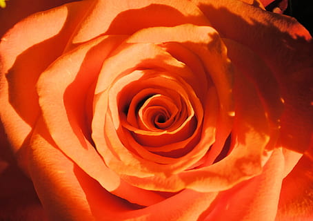 Rose, orange, natur, blomst, orange rose, rose blomst, rosenblomst, blomstrende plante, skønhed i naturen, plante, tæt på, skrøbelighed, kronblad, sårbarhed, friskhed, blomsterhoved, blomsterstand, orange farve, ingen mennesker, udendørs, ekstrem nærbillede, fuld ramme, uskyld, blødhed, valentins dag - ferie, 2K, CC0, offentligt domæne, royaltyfrie