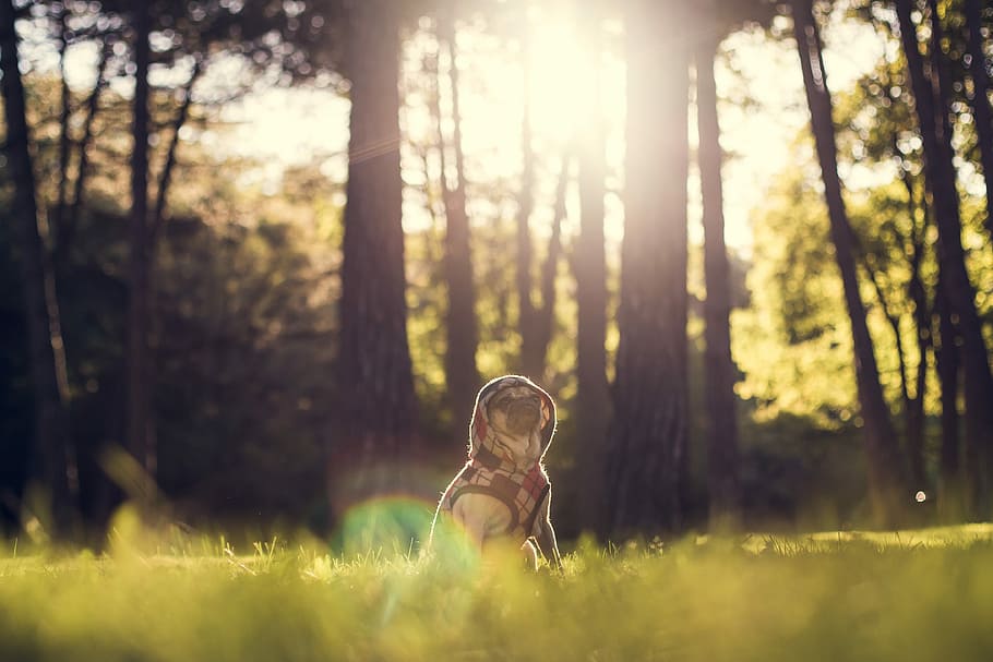 selektiv, fokus fotografie, Hund, Sitzung, Gras, hinter, Bäume, tagsüber, Fotografie, Kitz Mops, Kapuzenpullover, Grün, Baum, Wald, Sweatshirt, Sonnenuntergang, fallen, Herbst, Sonnenschein, bezaubernd, draußen, Schnitt, Holz, Tier, Hündchen, süß, Pflanze, Land, Natur, eine Person, Tag, Sonnenlicht, Kind, Kindheit, Wachstum, selektiver Fokus, Umgebung, Feld, Dreiviertel Länge, Unschuld, 4K