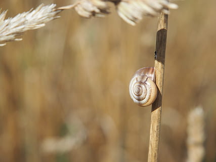 snegl, skal, korn, Mark, snegle skaller, natur, spiralformet, mollusk, dyr, krybdyr, boliger, snegl shell, halm, baggrund, dekorative, væsen, Brun, dyr verden, tæt på, dyreskal, fokus på forgrunden, havsnegle, dyreliv, dyre temaer, dag, hvirvelløse, ingen mennesker, dyr i naturen, plante, et dyr, selektiv fokusering, udendørs, 4K, CC0, offentligt domæne, royaltyfrie