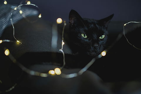 black, cat, fairy, lights, Black cat, fairy lights, pet, animal, domestic Cat, pets, domestic animals, one animal, animal themes, no people, domestic, mammal, illuminated, feline, indoors, glowing, candle, burning, black color, portrait, close-up, flame, dark, whisker, 5K, CC0, public domain, royalty free