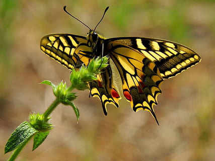 selektīvs, fokusa fotoattēls, tīģeris, swallowtail tauriņš, tauriņš, kukaiņi, makro, koši, swallowtail, tauriņi, lepidoptera, dzīvnieku, bezmugurkaulnieki, dzīvnieku tēmas, dzīvnieku savvaļas dzīvnieki, dzīvniekiem savvaļā, viens dzīvnieks, dzīvnieku spārnu, skaistums dabā, tauriņš - kukainis, augu, zieds, raksturs, tuvplāns, nav cilvēku, koncentrēties uz jaunajām zināšanām, ziedēšanas augs, dienā, dzīvnieku marķējumi, ārā, ziedu galva, apputeksnēšana, 2K, CC0, publiskais domēns, bez atlīdzības