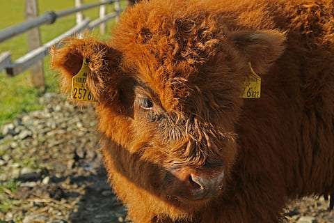 galloway, æg, bøf, kvæg, dyr, landbrug, ko, græs, galloway oksekød, husdyr, lodne, dyreportræt, hoved, nuttet, shaggy, fluffy, ungt dyr, dyre temaer, pattedyr, Brun, indenlandske, hvirveldyr, kæledyr, dyrehår, tamkvæg, dag, et dyr, ingen mennesker, tæt på, natur, Mark, husdyrmærke, højlandskvæg, udendørs, planteædende, dyr hoved, 5K, CC0, offentligt domæne, royaltyfrie