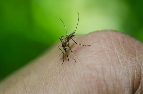 negre, picades de mosquits, humà, dit, focalitzar la fotografia, error, plantes, insecte, full, naturalesa, macrofotografia, fotografia de natura, macro, zoom, nikon, d7000, petites coses, sense dormir, mosquit, traumatitzat, desagradable, malaltia, malària, Virus del Nil occidental, elefantiasi, la febre del dengue, la febre groga, sang, xuclar, mosquit xuclant sang, un animal, temes d'animals, part del cos humà, animals a la natura, fauna animal, invertebrat, primer pla, una persona, persona irreconeixible, part del cos, persones reals, mà humana, mà, pell humana, pell, enfocament selectiu, 1080P