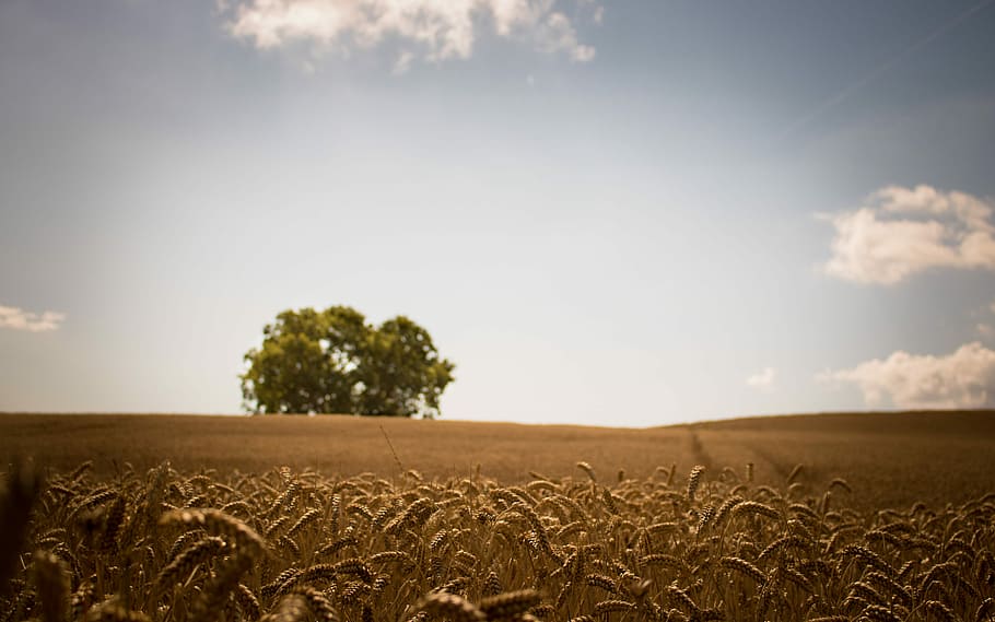natura estiva, Danimarca, foto, verde, albero, giorno, Grano, campo, colture, paesaggio, terra, cielo, ambiente, scena rurale, pianta, agricoltura, raccolto, orizzonte sopra terra, pianta di cereali, azienda agricola, natura, nuvola - cielo, orizzonte, scenics - natura, crescita, scena tranquilla, mais - coltura, nessuno, all'aperto, 5K
