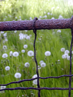 Fence, Old, Rust, Wire, Garden, focus on foreground, outdoors, day, green color, nature, no people, close-up, plant, metal, protection, water, safety, boundary, drop, barrier, security, growth, land, rain, raindrop, 1080P, CC0, public domain, royalty free