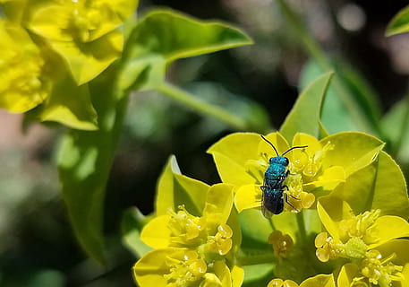 primavera, insetto, vespa, fiore, giallo, blu, turchese, natura, animale, colorato, insetto volante, impollinazione, alimentazione, invertebrato, pianta fiorita, animali allo stato selvatico, temi animali, fauna selvatica, un animale, pianta, fragilità, freschezza, bellezza nella natura, vulnerabilità, crescita, avvicinamento, testa di fiore, petalo, nessuno, all'aperto, ala animale, polline, 1080P, CC0, dominio pubblico, privo di copyright