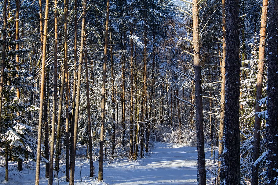 les, sníh, zimní, stromy, Příroda, zimní les, strom, borovice, krajina, pod sněhem, efi, Studený, zimní krajina, mráz, větev, venku, sezóna, teplota za studena, scén, bílý, rostlina, přistát, studená teplota, krása v přírodě, mimoměstské scény, scenics - příroda, klid, nikdo, klidné scény, životní prostředí, kmen stromu, kufr, den, borové lesy, jehličnatého stromu, 4K