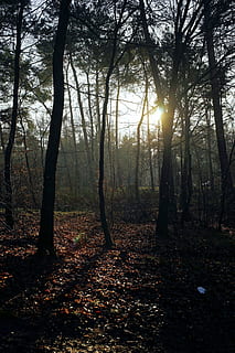 Wald, Bäume, Stimmung, Gegenlicht, Lichteinfall, Januar, Natur, Landschaft, Himmel, Wälder, Ast, ästhetisch, Winter, Wintersonne, Nadelbäume, Baum, Land, Ruhe, Pflanze, Schönheit in der Natur, Sonnenlicht, Kofferraum, Baumstamm, keine Leute, ruhige Szene, Nicht-städtische Szene, Szenen - Natur, Tag, Wachstum, Umgebung, draußen, Streaming, 5K, CC0, gemeinfrei, lizenzfrei