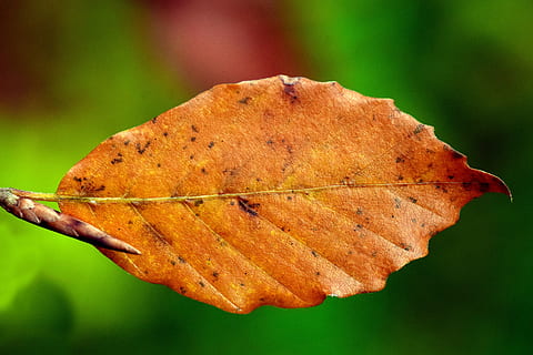 full, faig, fulla de faig, tardor, sec, tancar, marró, fulla marró, fulla de tardor, fulles, estructura, branca, passat, la fugacitat, època de l’any, de novembre, part de la planta, canvi, primer pla, planta, groc, naturalesa, centrar-se en primer pla, cap gent, vena de la fulla, color taronja, a l'aire lliure, dia, vulnerabilitat, bellesa a la natura, arbre, fragilitat, fons de colors, condició natural, 5K, CC0, domini públic, lliure de regalies