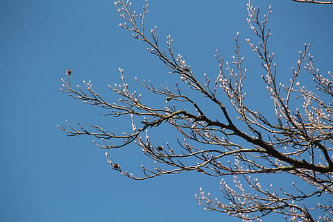 bud, spring, chestnut, bloom, tree, branch, sky, nature, blue, plant, clear sky, low angle view, bird, no people, bare tree, animal wildlife, animal, vertebrate, animal themes, beauty in nature, animals in the wild, day, outdoors, growth, 4K, CC0, public domain, royalty free