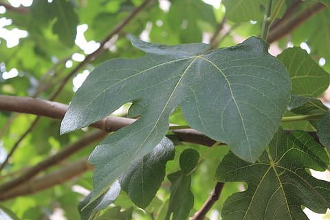 Blatt, Feigenbaum, Baum, Laub, Natur, Pflanze, Pflanzenteil, grüne Farbe, Wachstum, Nahansicht, Schönheit in der Natur, Fokus auf den Vordergrund, keine Leute, Tag, draußen, Frische, Ast, Blattvene, Lebensmittel, Essen und Trinken, Ruhe, Verletzlichkeit, Blätter, 4K, CC0, gemeinfrei, lizenzfrei