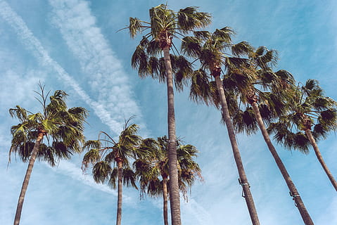 Sette, alberi di cocco, giorno, fotografia ad angolo basso, palme, albero, Palma, cielo, nube, blu, clima tropicale, nuvola - cielo, pianta, palma da cocco, natura, Inquadratura dal basso, bellezza nella natura, albero tropicale, crescita, alto - alto, tronco, nessuno, tronco d'albero, la tranquillità, all'aperto, idilliaco, foglia di palma, vento, 4K, CC0, dominio pubblico, privo di copyright