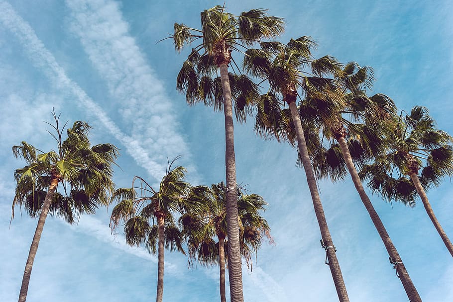 Sette, alberi di cocco, giorno, fotografia ad angolo basso, palme, albero, Palma, cielo, nube, blu, clima tropicale, nuvola - cielo, pianta, palma da cocco, natura, Inquadratura dal basso, bellezza nella natura, albero tropicale, crescita, alto - alto, tronco, nessuno, tronco d'albero, la tranquillità, all'aperto, idilliaco, foglia di palma, vento, 4K