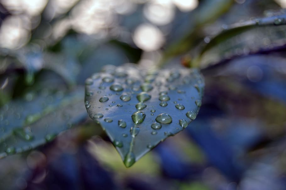 tirar, rosada, full, caiguda de pluja, gota d'aigua, deixar, verd, la naturalesa del, naturalesa, humit, pluja, gota de pluja, planta, aigua, primer pla, macro, frescor, color verd, creixement, bellesa a la natura, part de la planta, cap gent, enfocament selectiu, dia, fragilitat, centrar-se en primer pla, vulnerabilitat, puresa, a l'aire lliure, fulles, temporada de pluges, flor, 4K