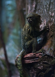 Affe, Toque, klein, Pelz, Zoo, Aussicht, Tier, krupnyj plan, Käfig, Fauna, Schneeaffe, Kopf, Ansichten, Schnauze, Tiere in freier Wildbahn, Tierwelt, ein Tier, Tierthemen, keine Leute, Baum, Tag, draußen, Sitzung, Säugetier, Wirbeltier, Primas, Fokus auf den Vordergrund, Natur, Ast, Entspannung, Nahansicht, 1080P, CC0, gemeinfrei, lizenzfrei