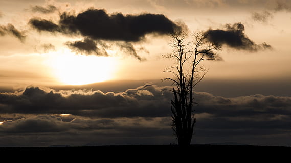 Sol, humör, bakljus, moln, soluppgång, atmosfär, solnedgång, Abendstimmung, träd, kväll, kvällssol, Sonnen, himmel, kvällshimmel, landskap, silhuett, moln - himmel, skönhet i naturen, scenics - natur, lugn, lugn plats, natur, miljö, solljus, idyllisk, växt, nakna träd, majestätisk, inget folk, dramatisk himmel, utomhus, mörk, ljus, 2K, CC0, offentligt domän, royaltyfria