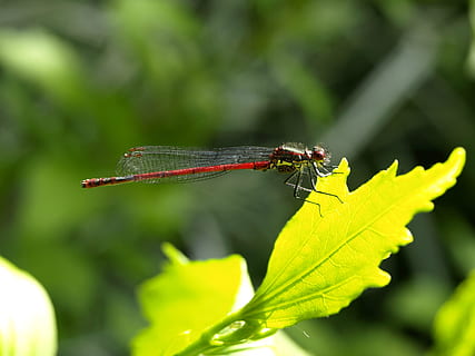 libèl·lula, insecte, vol, vermell, insecte, insecte de vol, ala, naturalesa, Adonis Dragonfly, Adonis, donzella, libèl·lula petita, filigrana, perseverar, cap, jardí, ulls, brillant, tancar, espera, transparent, esquelet de les ales, seure, estiu, full, animal, primer pla, macro, vida salvatge, color verd, a l'aire lliure, ala dels animals, temes d'animals, un animal, animals a la natura, invertebrat, fauna animal, centrar-se en primer pla, planta, part de la planta, dia, bellesa a la natura, creixement, cap gent, senyoreta, 2K, CC0, domini públic, lliure de regalies