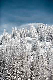 雪, 覆われた, 松の木, 山, 雪の木, 木, 森林, 松, 冬, 自然, 寒い - 気温, 風景, 白, 霜, 屋外, 景観, フローズン, 氷, シーズン, 自然の美しさ, 青, 空, 非都市シーン, 静かな情景, 無人, 寒い気温, 工場, 白色, 日, 静けさ, 覆い, 雲 - 空, 風景 - 自然, 環境, 土地, 雪をかぶった山, 粉雪, 5K