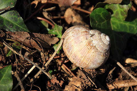 snegl, skal, snegl shell, natur, snegl, skal, blad, dag, tæt på, ingen mennesker, udendørs, plante, plante del, mad, jord, mad og drikke, Mark, vækst, sund kost, tør, friskhed, fokus på forgrunden, træ, selektiv fokusering, grøn farve, blade, 4K, CC0, offentligt domæne, royaltyfrie
