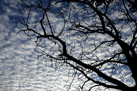 tree, sky, clouds, twigs, nature, blue, old tree, landscape, blue sky, against light, flying, silhouette, autumn, branch, outdoors, bare tree, low angle view, cloud - sky, no people, plant, tranquility, beauty in nature, day, scenics - nature, dead plant, trunk, tree trunk, tranquil scene, tree canopy, 5K, CC0, public domain, royalty free