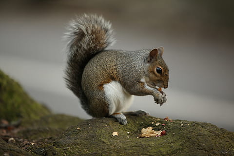 selectivo, fotografía de enfoque, marrón, ardilla, comiendo, nueces, enfoque selectivo, fotografía, sentado, rocas, piedras, solo, comida, gris, fondo, animales, roer, mamíferos, roedores, fauna silvestre, peludo, pieles, tupido, cola, ardillas, un animal, fauna animal, animales en la naturaleza, animal, nadie, temas de animales, roedor, mamífero, naturaleza, vertebrado, rock, sólido, comida y bebida, de cerca, vista lateral, roca - objeto, día, vista de perfil, 5K, CC0, dominio público, libre de derechos