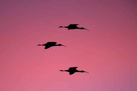silhouette, three, birds, flight, golden, hour, long, beaked, bird, flying, photo, sunset, sky, animal, animals in the wild, animal wildlife, no people, pink color, animal themes, full length, group of animals, vertebrate, mid-air, black color, nature, spread wings, motion, mammal, outdoors, flock of birds, 2K, CC0, public domain, royalty free